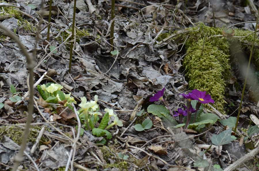 Nel bosco, primula colorata
